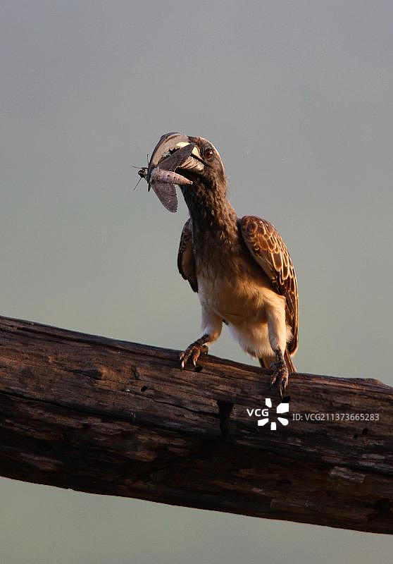 在肯尼亚察沃西部国家公园，一只成年雄性非洲灰犀鸟正在捕食旋花天蛾图片素材