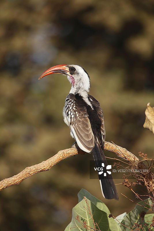 冈比亚的红嘴犀鸟图片素材