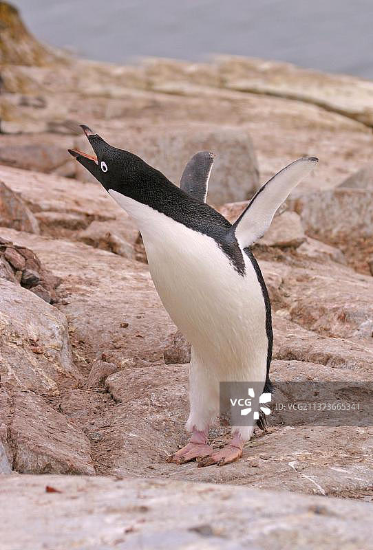 阿德利企鹅（南极洲）图片素材