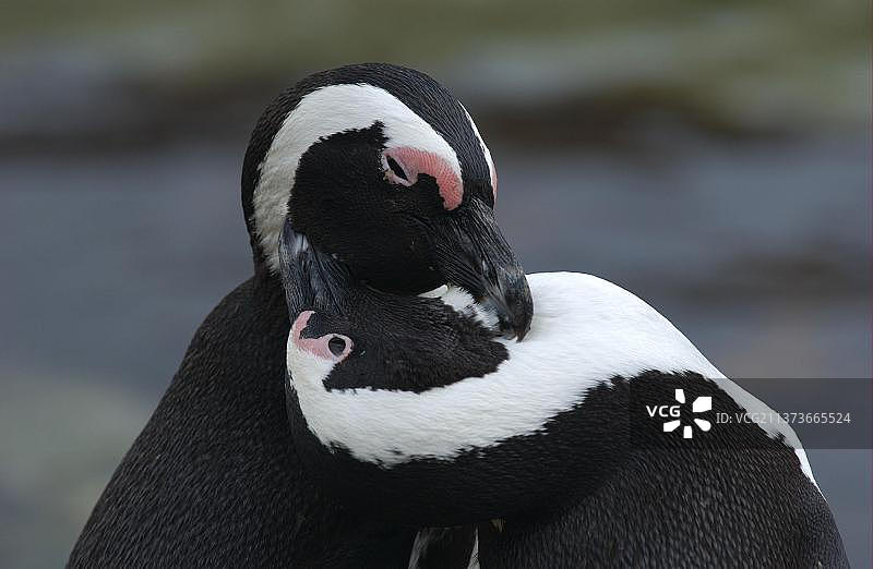 非洲企鹅互相梳理羽毛，南非图片素材