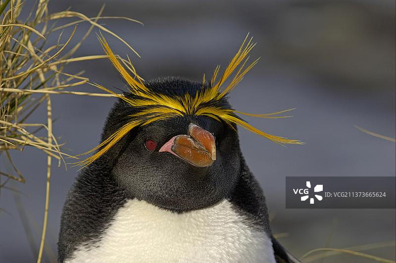 麦克罗尼企鹅成年个体头部特写，位于南乔治库珀湾图片素材