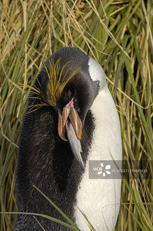 麦克罗尼企鹅，梳理羽毛，库珀湾，南乔治亚图片素材