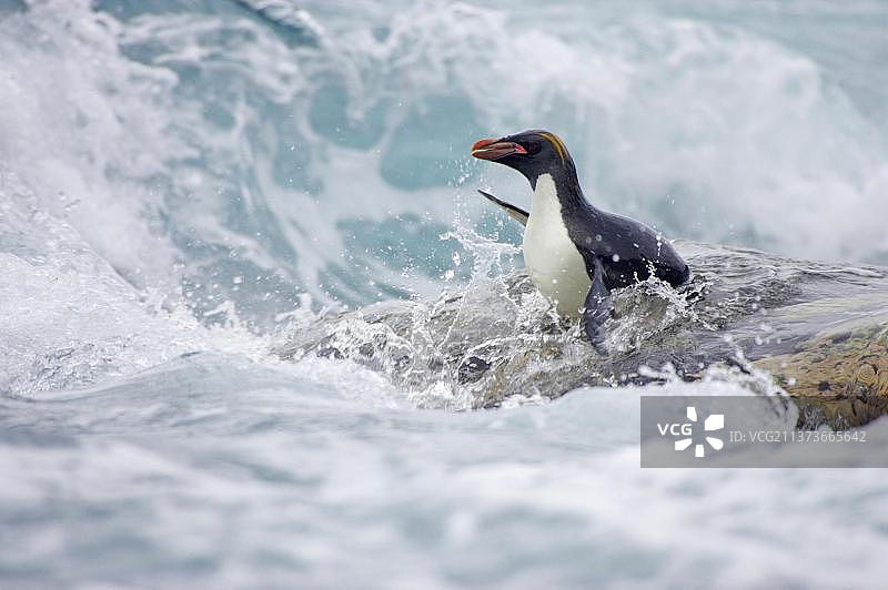 成年麦克罗尼企鹅进入汹涌的大海，南乔治亚皇家湾图片素材