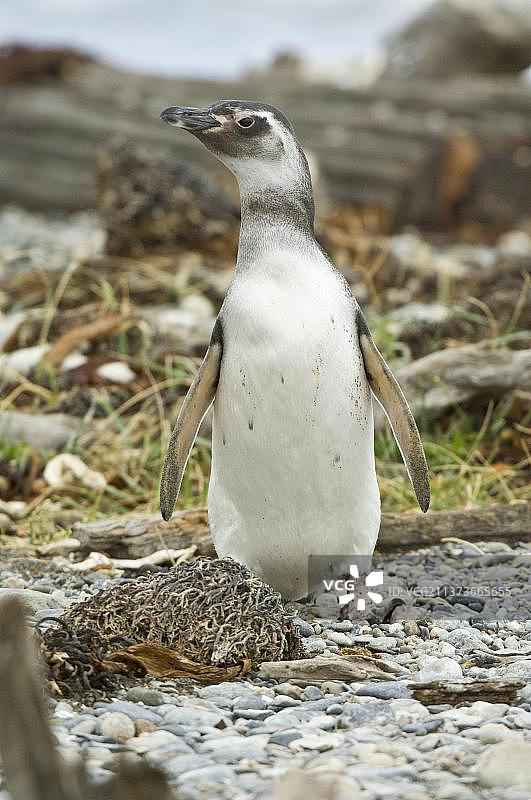 麦哲伦企鹅幼崽，奥特韦峡湾，南巴塔哥尼亚，智利，南美洲图片素材