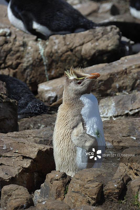 福克兰群岛白化南跳岩企鹅图片素材