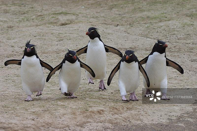 南跳岩企鹅行进图片素材