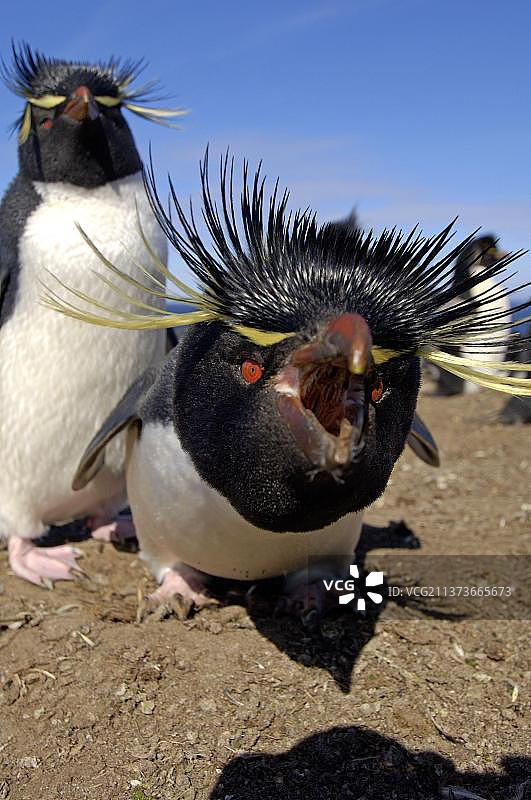 福克兰群岛，布莱克岛，好奇地攻击相机镜头的南跳岩企鹅成年个体图片素材