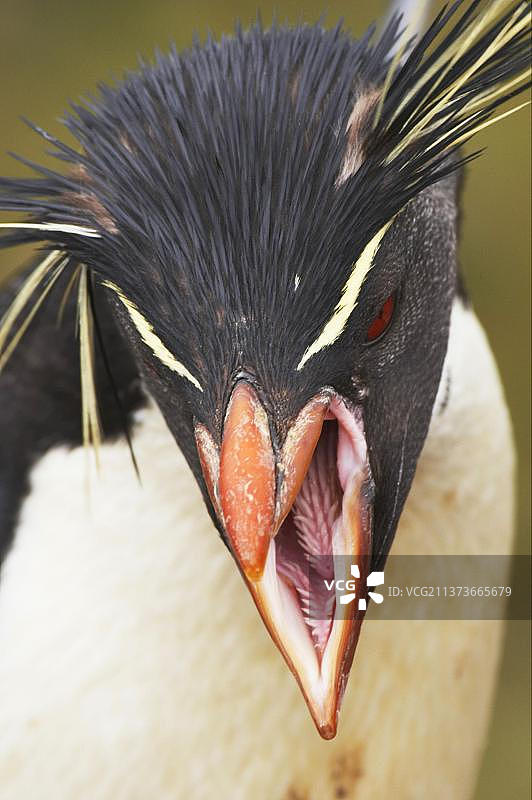 南跳岩企鹅（Eudyptes chrysocome chrysocome）成年个体，鸣叫，头部特写，新岛，福克兰群岛，南美洲图片素材