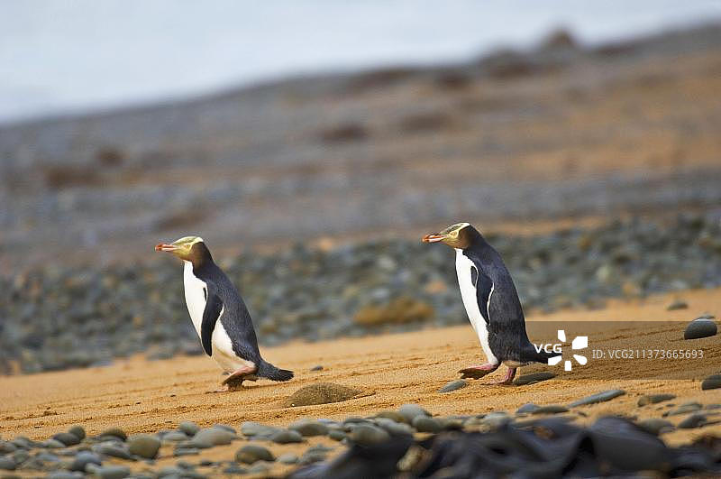 黄眼企鹅（Megadyptes antipodes），两只成年企鹅在奥马鲁海滩行走，新西兰南岛，大洋洲图片素材