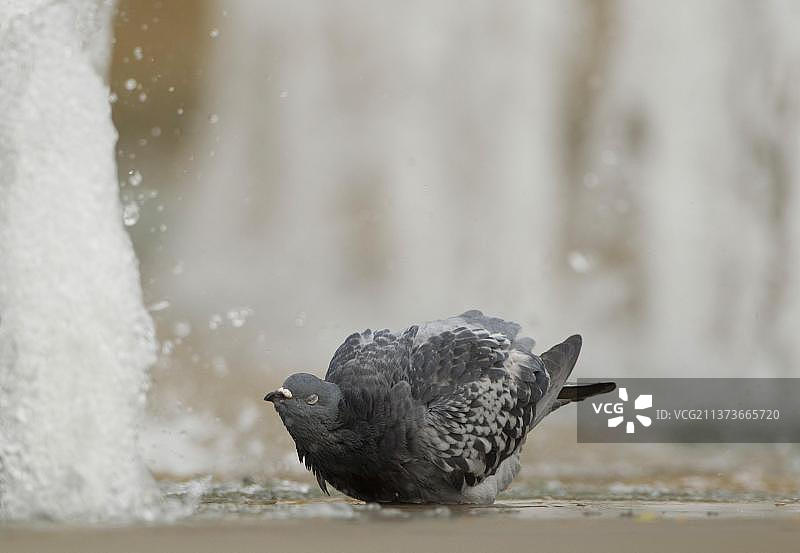 在英国谢菲尔市中心喷泉中沐浴的野生鸽子图片素材