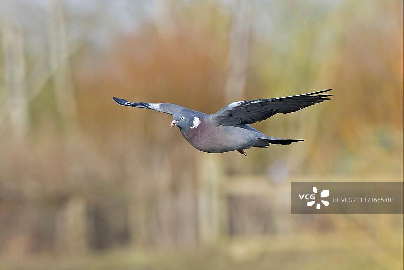 飞行中的成年斑鸠，格洛斯特郡，英格兰，冬季图片素材