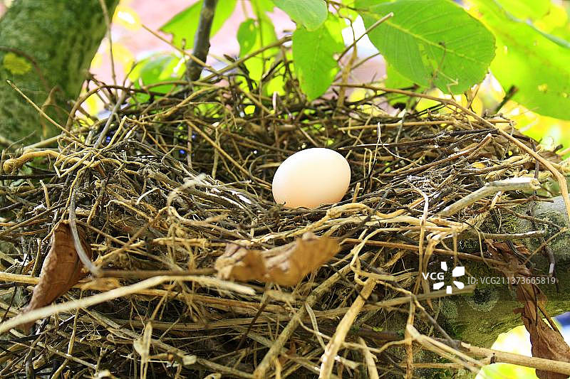 欧洲英国萨福克花园中，普通波斯胡桃树枝上巢中的斑鸠和一颗蛋图片素材