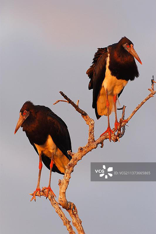 黑腹鹳图片素材