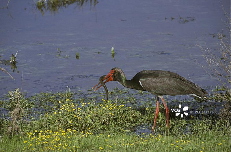 黑鹳，鸟类，希腊莱斯沃斯图片素材
