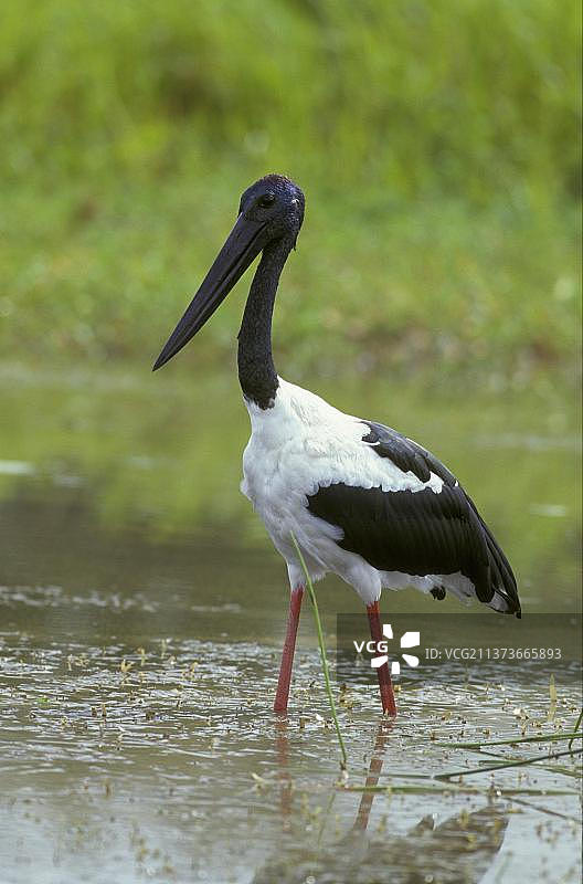 黑颈鹳图片素材