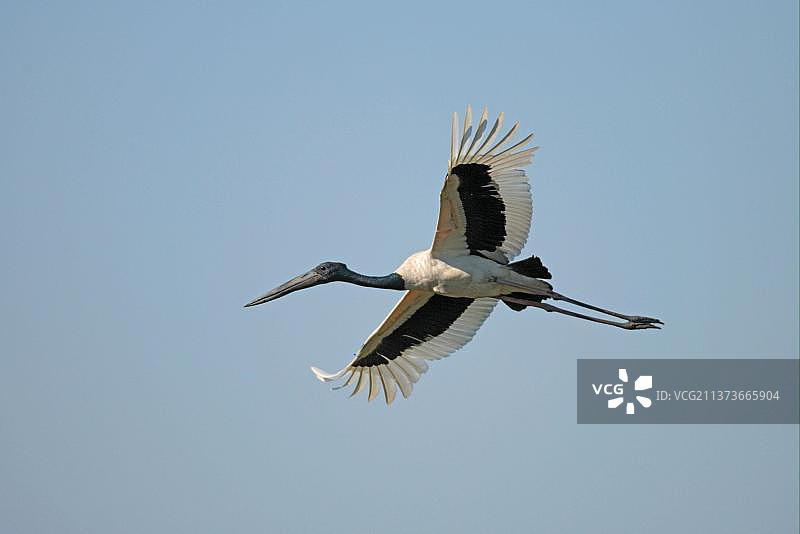 黑颈鹳(Ephippiorhynchus asiaticus)成年个体,飞行中,卡齐兰加国家公园,阿萨姆邦,印度,亚洲图片素材