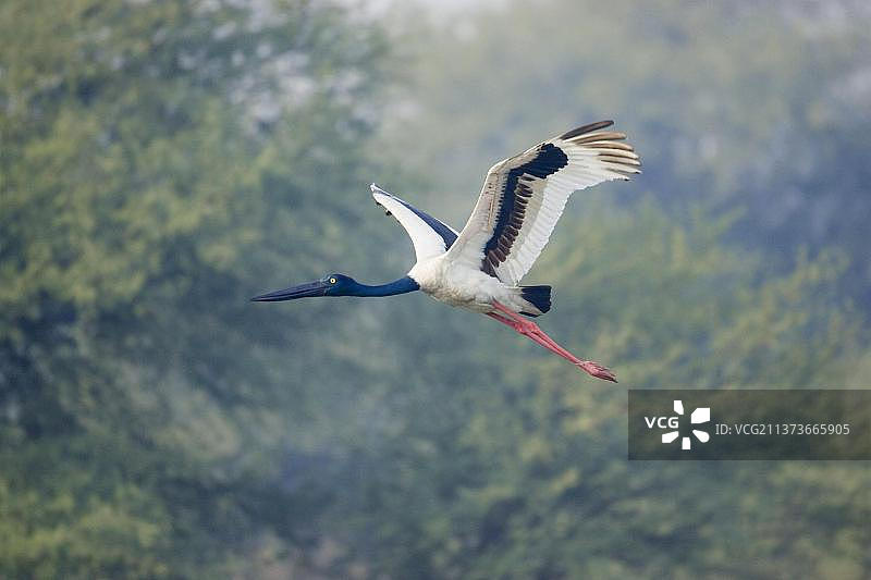 黑颈鹳图片素材