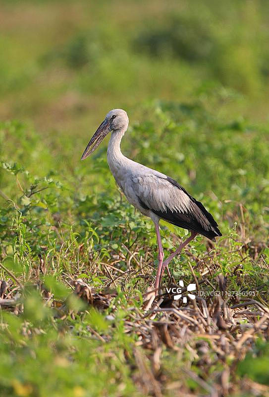 亚洲钳嘴鹳，站立在沼泽中，印度阿萨姆邦迪布鲁-赛科瓦国家公园图片素材