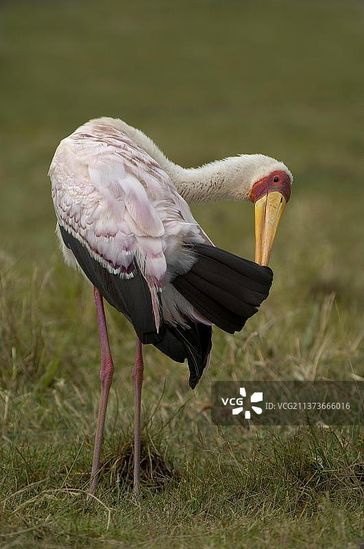 非洲鹮鹳在肯尼亚纳库鲁湖梳理羽毛图片素材