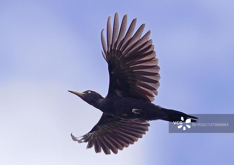 飞翔的黑啄木鸟（Dryocopus martius），成年雄性，芬兰，欧洲图片素材