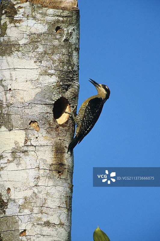 树洞旁的黑脸啄木鸟图片素材