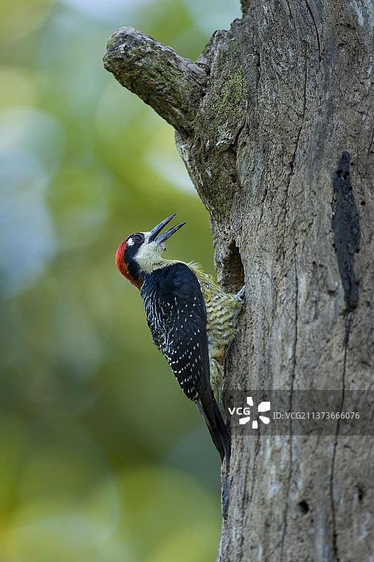 黑颊啄木鸟，在树干巢穴，哥斯达黎加，中美洲图片素材