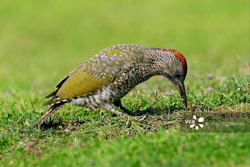 幼年绿啄木鸟以蚂蚁卵为食（英国诺福克）图片素材