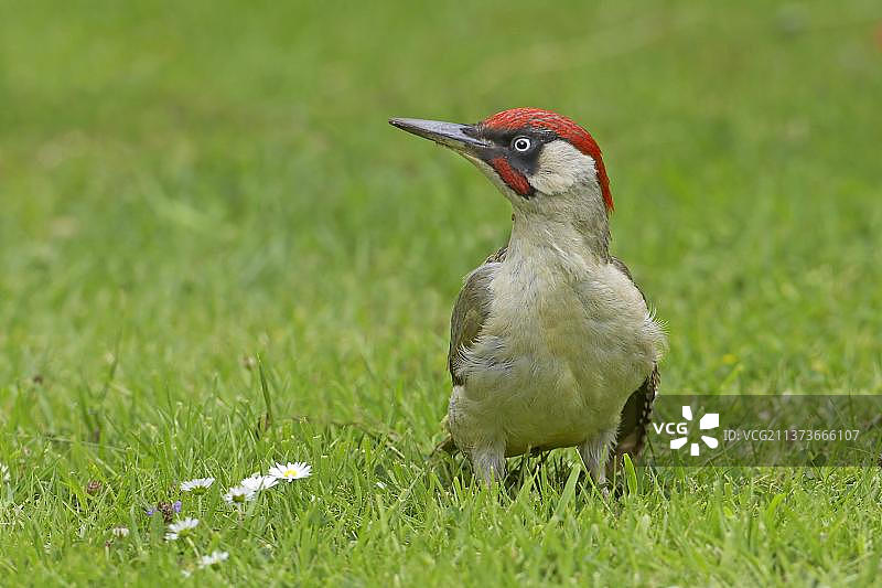 绿啄木鸟，欧洲绿啄木鸟在花园草坪上“蚂蚁浴”，英国华威郡，夏季图片素材