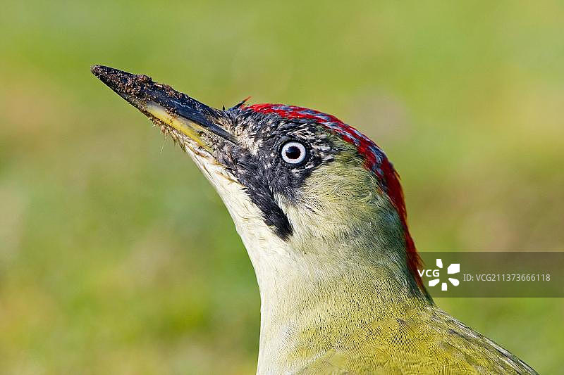 欧洲绿啄木鸟，成年雌性头部特写图片素材