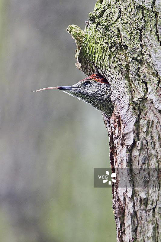 欧洲绿啄木鸟：雌性绿啄木鸟幼鸟在树干巢穴入口处伸出舌头（萨福克郡，英国，欧洲）图片素材