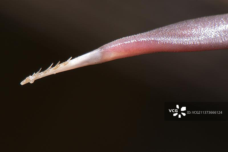 欧洲绿啄木鸟，绿啄木鸟成鸟特写，展示舌头上的倒钩，意大利，欧洲图片素材