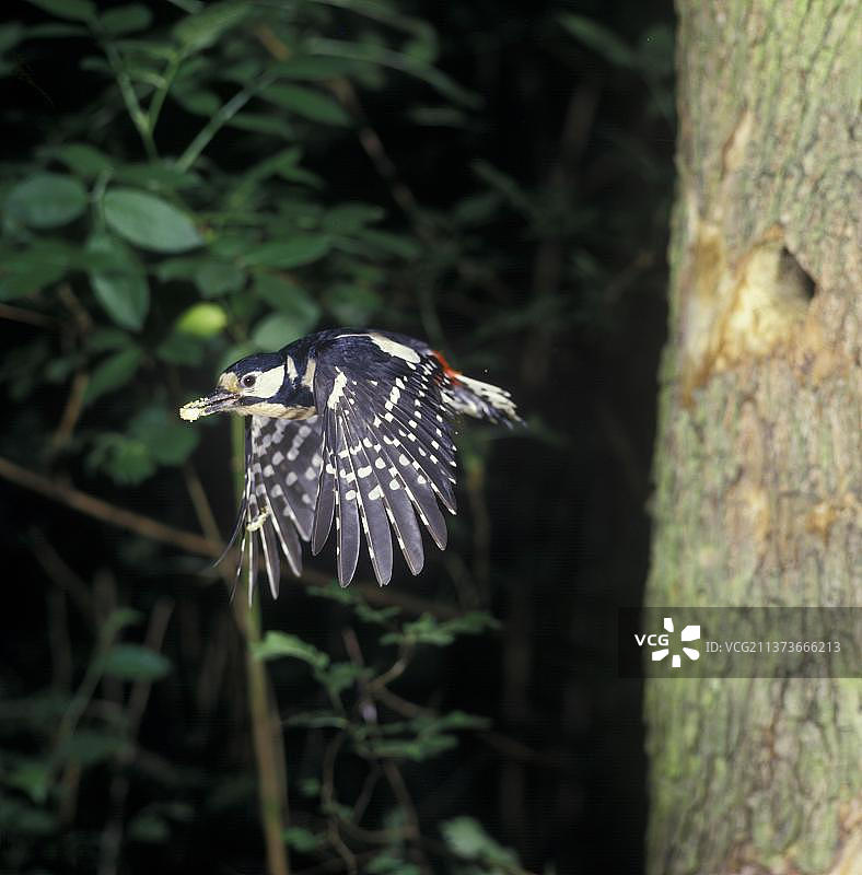 大斑啄木鸟从巢穴飞出图片素材
