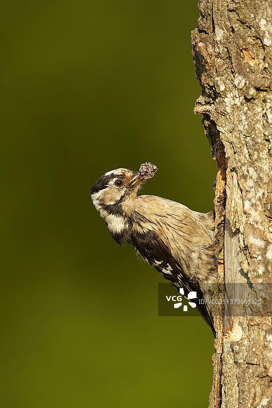 欧洲小 spotted 啄木鸟（Dendrocopus minor），成年雌性，喙中有蚂蚁和幼虫，保加利亚图片素材