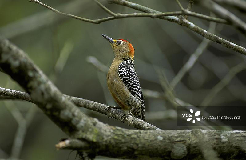 红顶啄木鸟，动物，鸟类，站在树枝上向上看，委内瑞拉，南美洲图片素材
