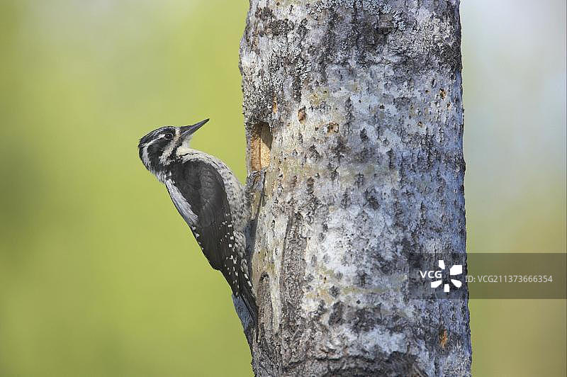 欧洲芬兰地区三趾啄木鸟图片素材