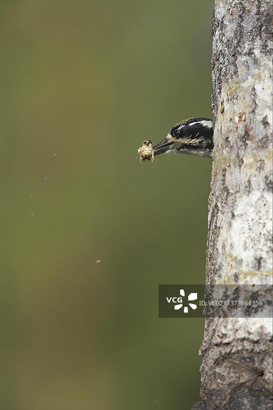 三趾啄木鸟，在树干的巢穴中清除排泄物，芬兰图片素材