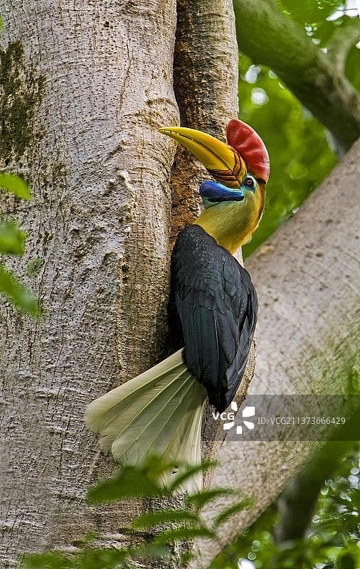 印度尼西亚苏拉威西岛瘤犀鸟雄鸟图片素材