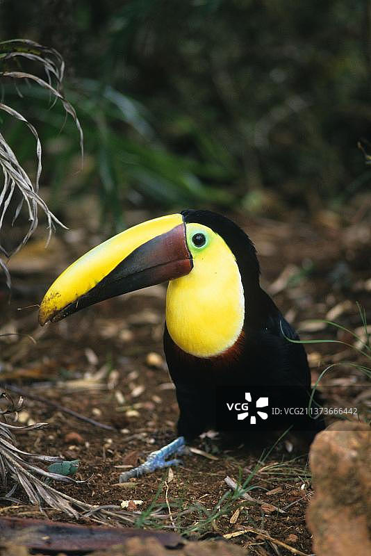 中美洲哥斯达黎加的栗色曼迪博巨嘴鸟图片素材