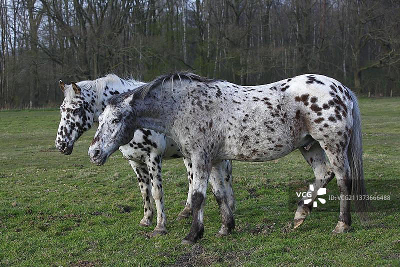 阿帕卢萨马图片素材