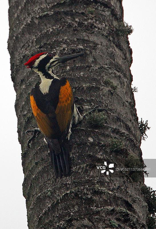 攀附在棕榈树干上的白枕啄木鸟，斯里兰卡，亚洲图片素材