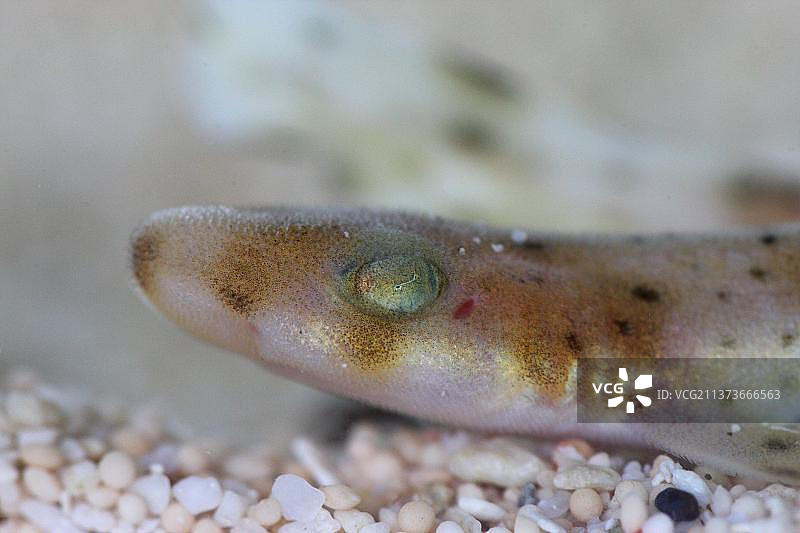 小斑点狗鲨特写，直布罗陀角，林肯郡，英格兰，英国，欧洲图片素材