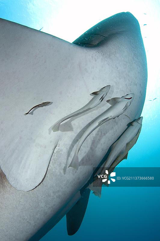鲸鲨，濒危物种，印度尼西亚极乐鸟湾图片素材