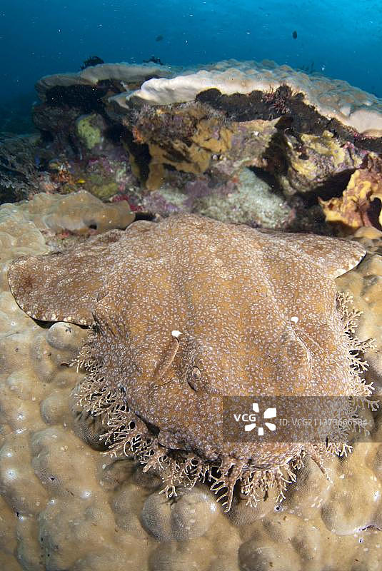 须鲨，地毯鲨，其他动物，鱼，鲨鱼，栖息在珊瑚上，印度尼西亚拉贾安帕群岛图片素材