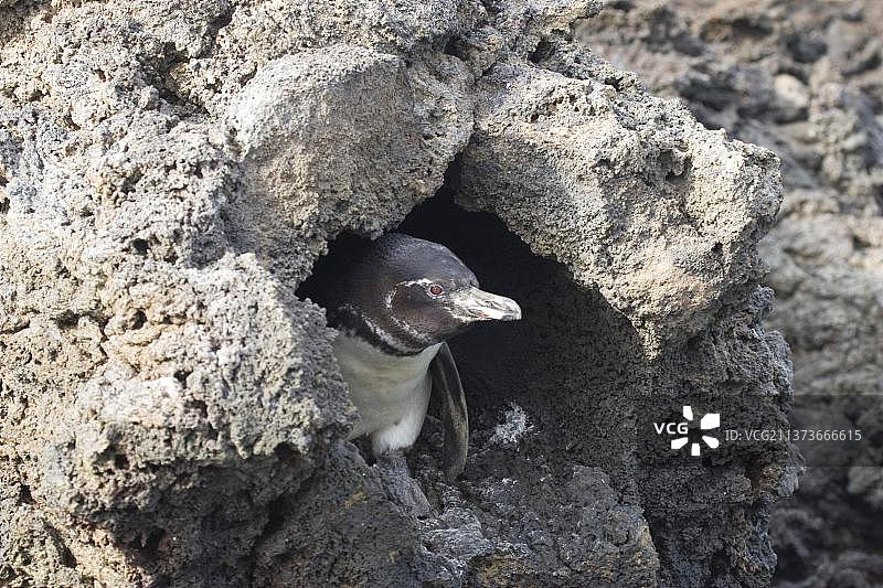 加拉帕戈斯企鹅从熔岩石巢穴中向外张望图片素材