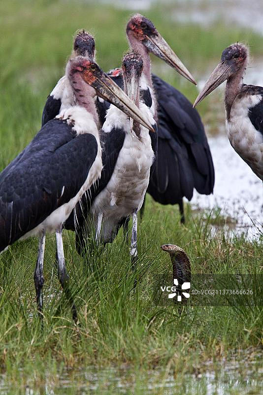 秃鹳包围着莫桑比克蛇图片素材
