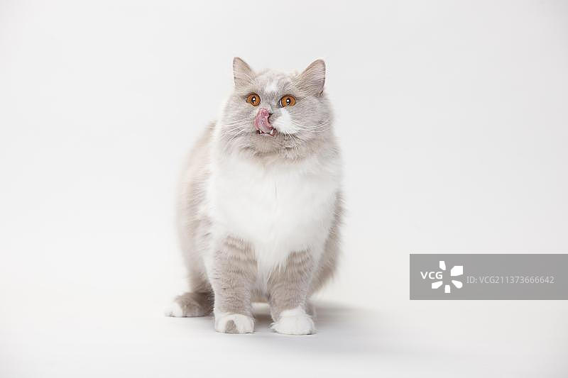 淡紫色白色英国长毛猫图片素材