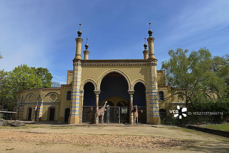 柏林动物园的长颈鹿图片素材