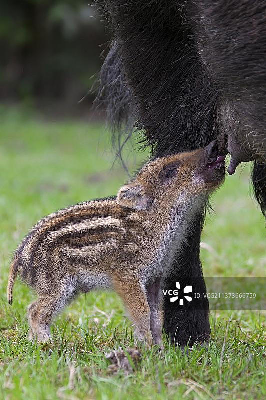 春季野猪（Sus scrofa）母猪哺乳仔猪图片素材