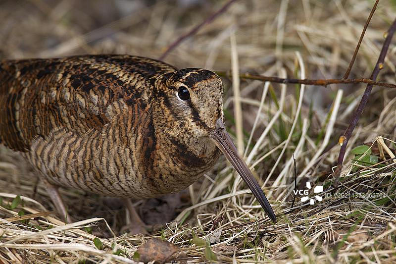 丘鹬特写肖像图片素材