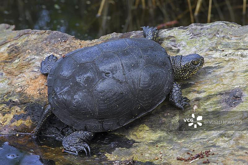 欧洲池龟图片素材